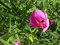 Portella_Calanna - Lathyrus_Grandiflorus_20110605 006.jpg